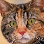 Your Cat Isn't Aloof; They're Just Masterful Communicators. Here's How.