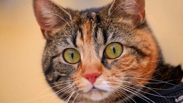 Your Cat Isn't Aloof; They're Just Masterful Communicators. Here's How.