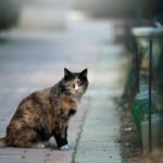 That 'Stray' Cat on Your Porch Might Be a Secret Neighborhood Protector