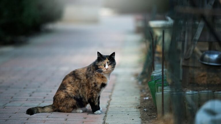 That 'Stray' Cat on Your Porch Might Be a Secret Neighborhood Protector