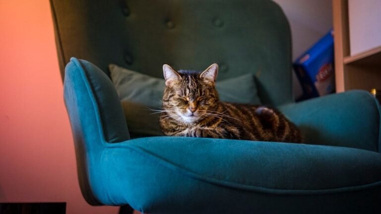 7 Surprising Benefits of Letting Your Cat Nap in Your Favorite Chair