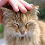 Stop Petting Them Wrong! The Secret Spots Your Cat Actually Loves Touches