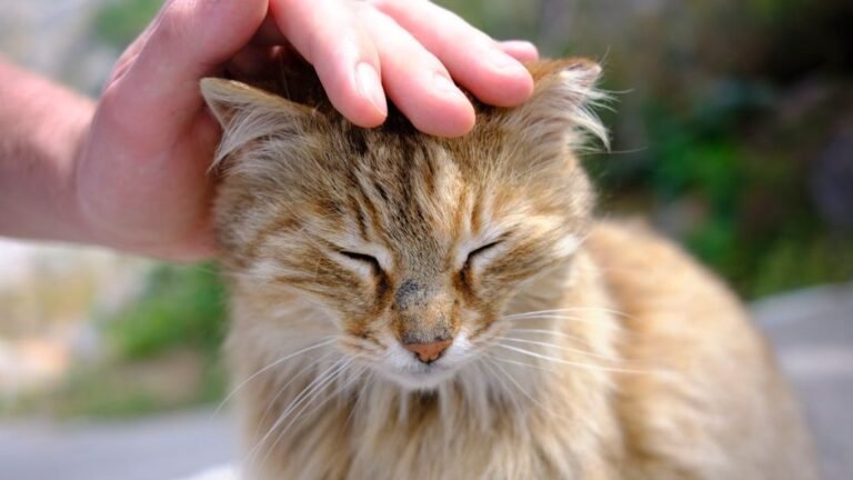 Stop Petting Them Wrong! The Secret Spots Your Cat Actually Loves Touches
