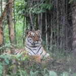 12 Little Known Traits That Make Tiger the Most Solitary Big Cat