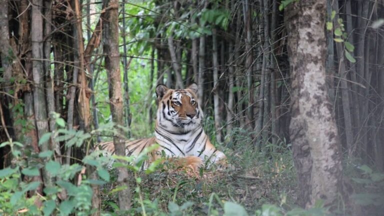 12 Little Known Traits That Make Tiger the Most Solitary Big Cat
