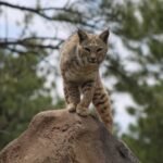 Don't Underestimate the Bobcat: 7 Survival Secrets of This American Hunter