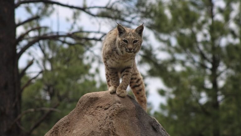 Don't Underestimate the Bobcat: 7 Survival Secrets of This American Hunter
