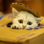 Forget Expensive Toys: Your Cat's Favorite Playtime Is Already in Your Home