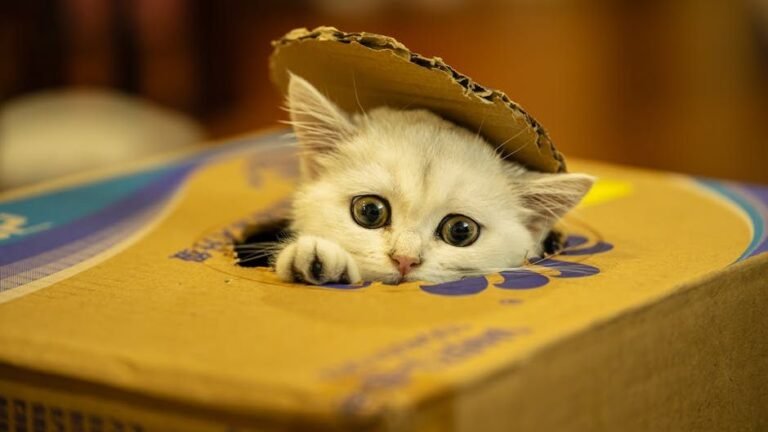 Forget Expensive Toys: Your Cat's Favorite Playtime Is Already in Your Home