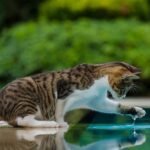 Thinking Your Cat Hates Water? You've Been Fooled by a Feline Myth!