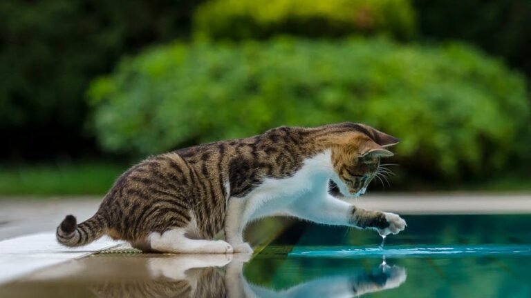 Thinking Your Cat Hates Water? You've Been Fooled by a Feline Myth!