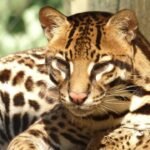 Meet the Ocelot: 8 Reasons This American Wild Cat Is Truly Unique