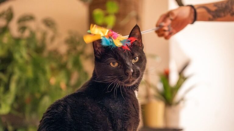 9 Mistakes Even Experienced Cat Owners Make With Playtime