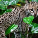 10 Unique Traits That Make the Ocelot One of the Most Beautiful Wild Cats