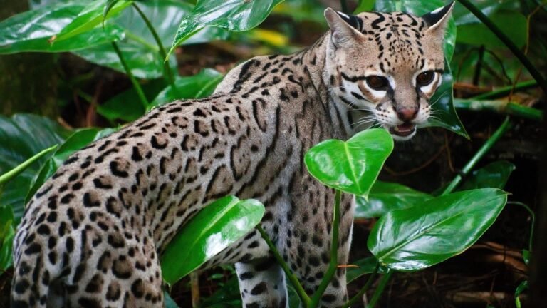 10 Unique Traits That Make the Ocelot One of the Most Beautiful Wild Cats
