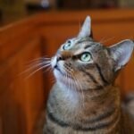 8 Things Your Cat Secretly Judges You For (But Still Loves You Anyway)