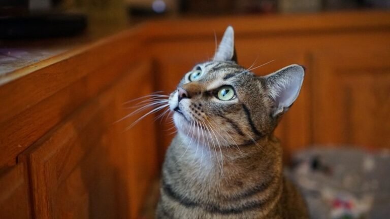 8 Things Your Cat Secretly Judges You For (But Still Loves You Anyway)