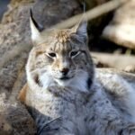 9 Incredible Facts About the Canada Lynx and Its Snow Survival Skills