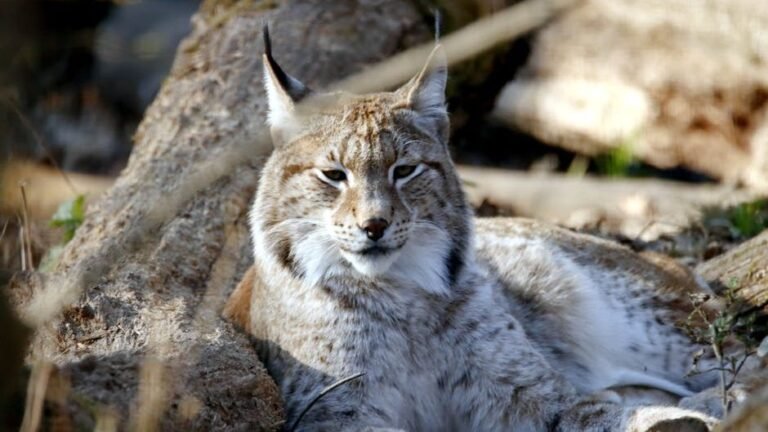 9 Incredible Facts About the Canada Lynx and Its Snow Survival Skills