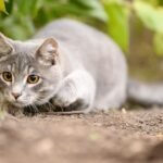 Your Cat's Hunting Instincts Are a Sign of Their Trust in You