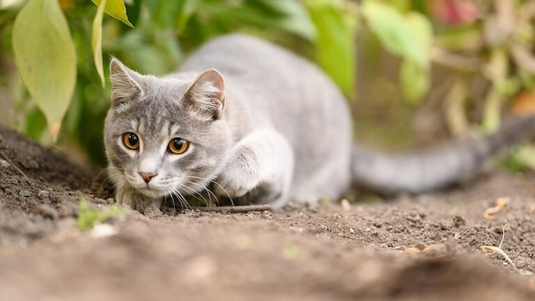 Your Cat's Hunting Instincts Are a Sign of Their Trust in You