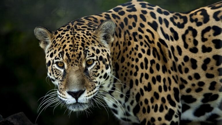 9 Astonishing Hunting Skills That Set the Jaguar Apart From All Other Cats
