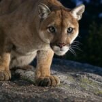 10 Ways Cougars Survive in Harsh North American Landscapes