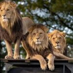 10 Surprising Facts About Lion Social Behavior Most People Get Wrong