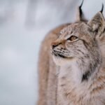 8 Fascinating Adaptations That Help the Lynx Thrive in Snowy Forests