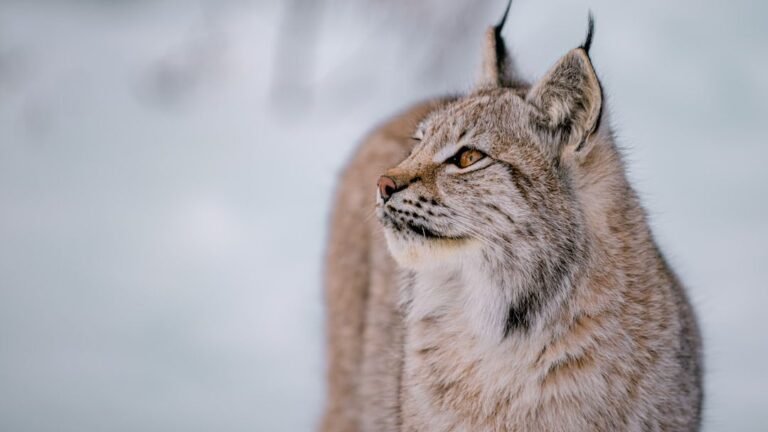 8 Fascinating Adaptations That Help the Lynx Thrive in Snowy Forests