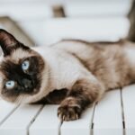 The Cleanest Cats You Can Own, No Mess, No Smell