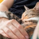 If Your Cat Sleeps on You, There's a Reason