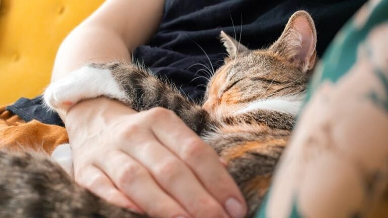 If Your Cat Sleeps on You, There's a Reason