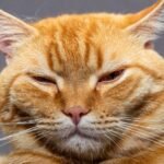 9 Quiet Signs Your Senior Cat is In Pain and is Asking For Help Silently