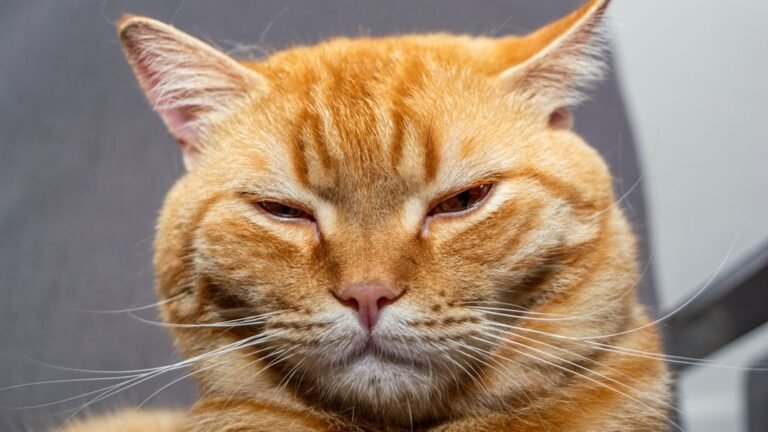 9 Quiet Signs Your Senior Cat is In Pain and is Asking For Help Silently