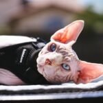 10 Most Stubborn Cat Breeds That Are Hard to Deal With