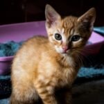 Can You Housebreak a Cat?