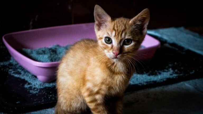 Can You Housebreak a Cat?