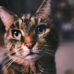 How Can You Tell If Your Cat Is Secretly Judging Your Life Choices?