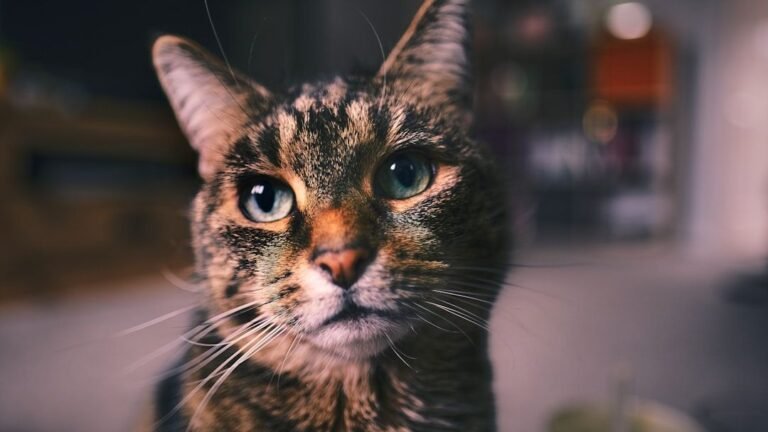 How Can You Tell If Your Cat Is Secretly Judging Your Life Choices?