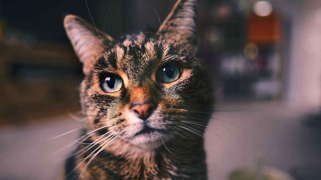 How Can You Tell If Your Cat Is Secretly Judging Your Life Choices?