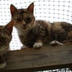 9 Cozy Spots Your Cat Chooses That Reveal Their Secret Comfort Zones