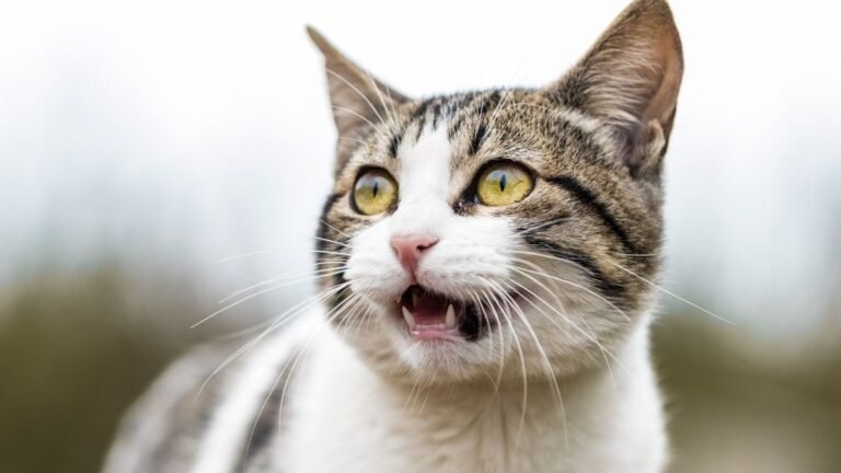 12 Everyday Sounds That Can Seriously Startle Your Otherwise Calm Cat