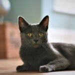 10 Meanest Cat Breeds That Don't Like You Petting Them