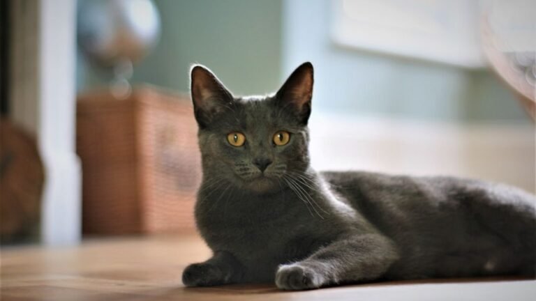 10 Meanest Cat Breeds That Don't Like You Petting Them