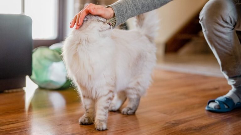 The Way Your Cat Greets You Says More Than You Think