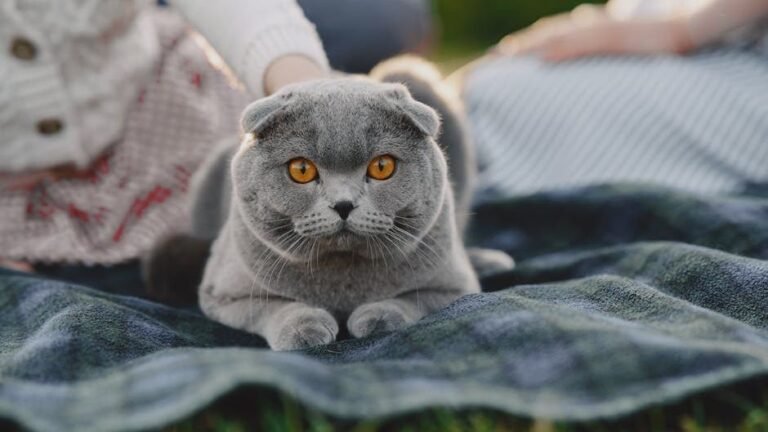 Hardest Cats to Train (Ranked by Stubbornness)