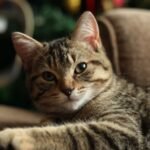 Cats Are Secretly Judging Your Sofa Choices – Here's Why