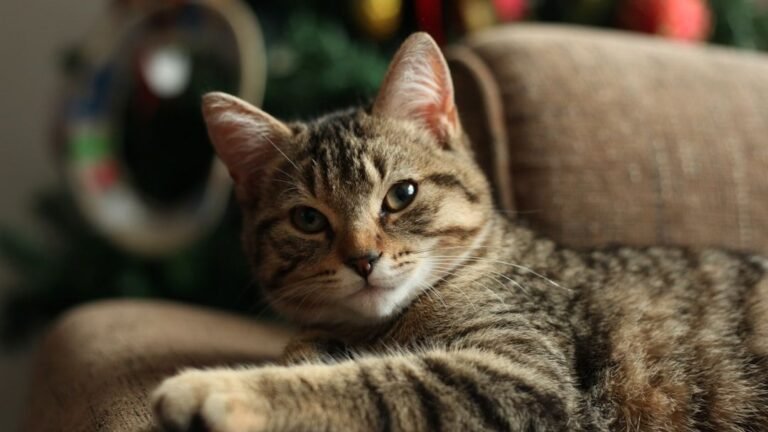 Cats Are Secretly Judging Your Sofa Choices – Here's Why