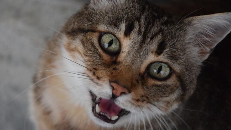 That Random Meow? It's Your Cat Trying to Tell You Something Important